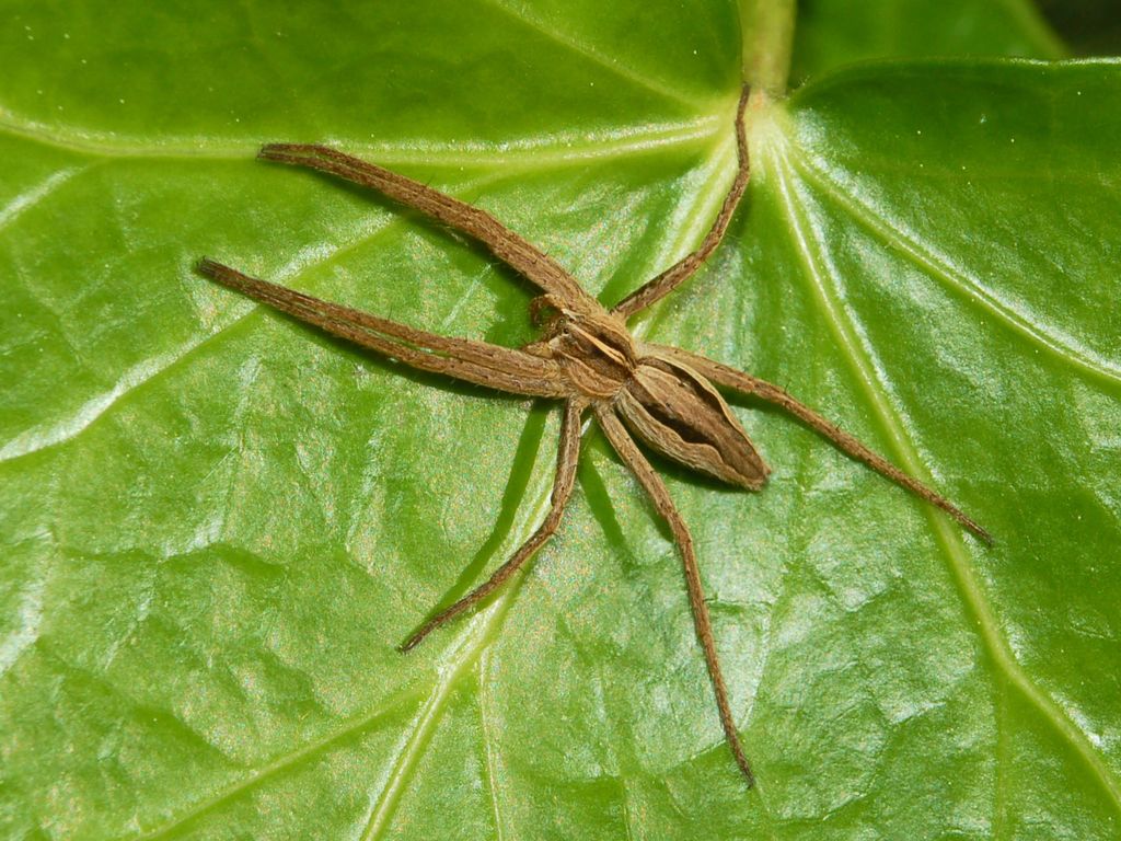 Un ragno a striscie: Pisaura sp.